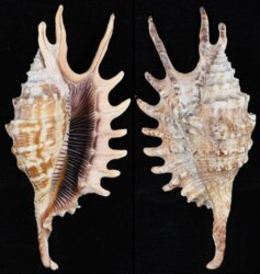 Ophioglossolambis digitata