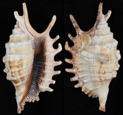 Ophioglossolambis digitata