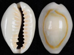 Monetaria annulus