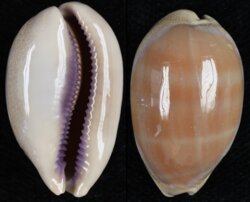Lyncina carneola