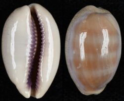 Lyncina carneola