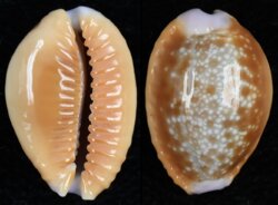 Naria helvola helvola
