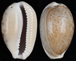 Naria spurca verdensium