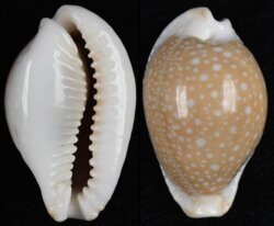 Naria miliaris