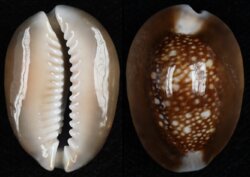 Monetaria caputserpentis