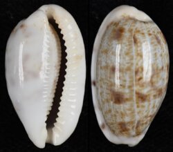 Talostolida teres teres