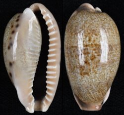 Erronea caurica elongata