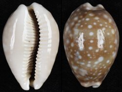 Lyncina vitellus