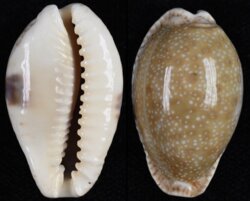 Naria erosa erosa fma similis