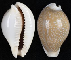 Naria miliaris