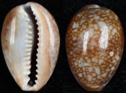 Monetaria caputophidii