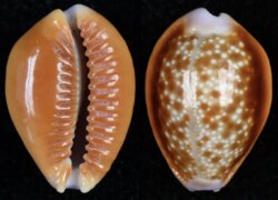 Naria helvola helvola fma argella
