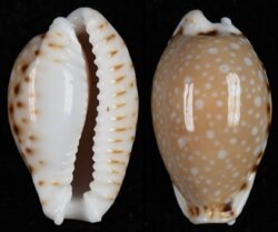 Naria labrolineata