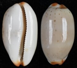 Luria isabella isabella