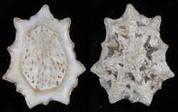 Patelloidea saccharina