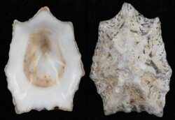 Patelloidea saccharina