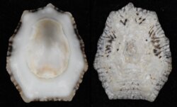 Patelloidea saccharina