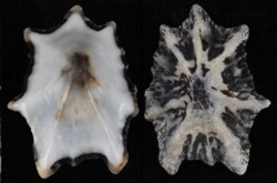 Patelloidea saccharina
