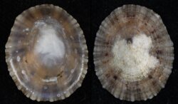 Patella vulgata