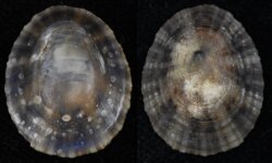 Patella vulgata