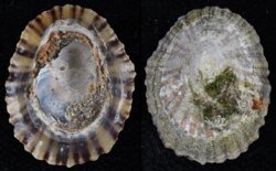 Patella depressa
