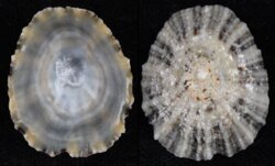 Patella vulgata
