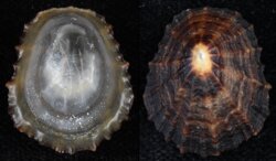 Patella vulgata