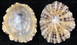 Patella vulgata
