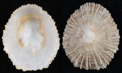 Patella ulyssiponensis