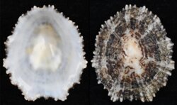 Patella ulyssiponensis