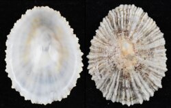 Patella ulyssiponensis