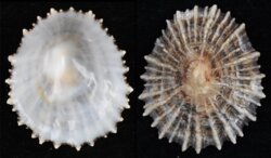 Patella ulyssiponensis
