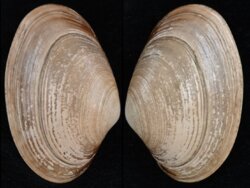 Paphia vernicosa