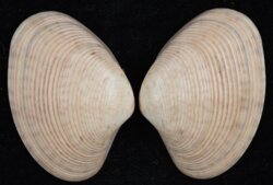 Paphia crassisulca