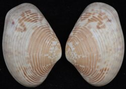 Paphia crassisulca