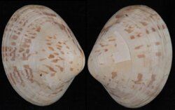Notocallista kingii