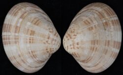 Notocallista kingii