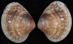 Lioconcha ornata