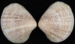 Lioconcha ornata