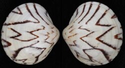 Lioconcha castrensis