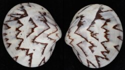 Lioconcha castrensis
