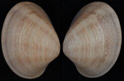 Marcia opima