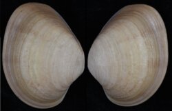 Marcia opima
