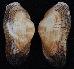 Barbatia barbata