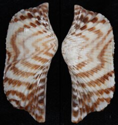 Arca navicularis
