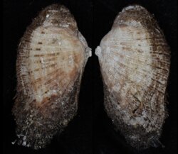 Barbatia barbata