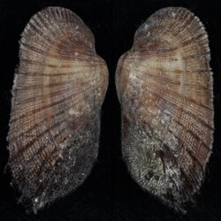 Barbatia barbata