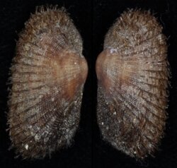 Barbatia barbata