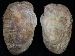 Barbatia barbata