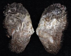 Barbatia barbata